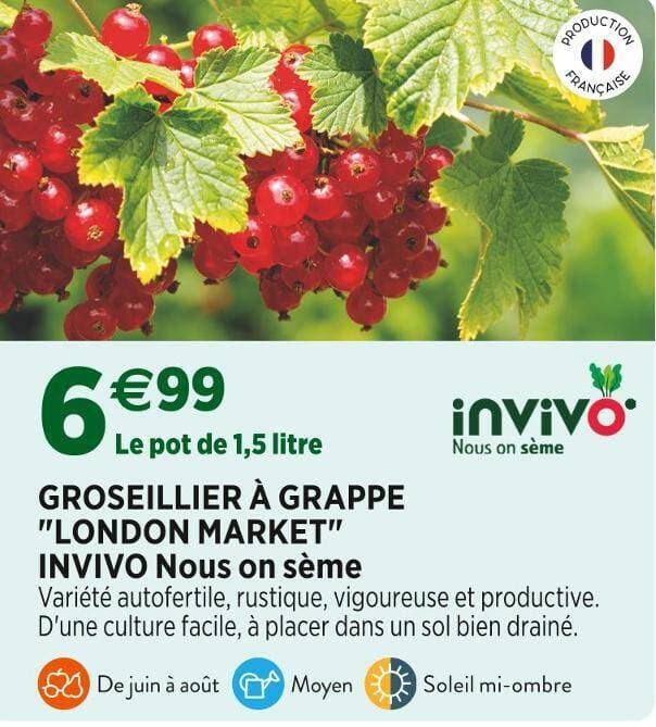 INVIVO Nous on sème GROSEILLIER À GRAPPE LONDON MARKET