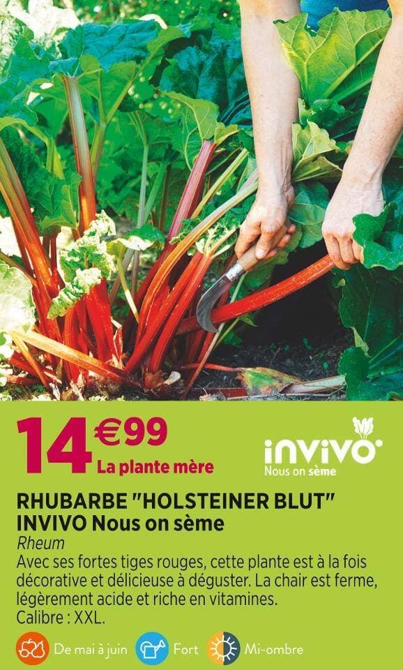 INVIVO Nous on sème RHUBARBE HOLSTEINER BLUT