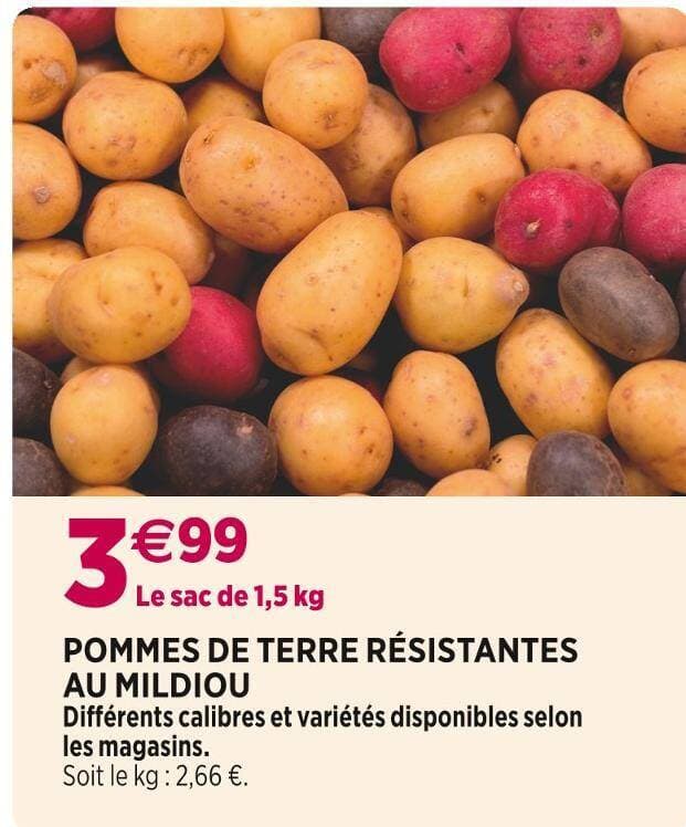 POMMES DE TERRE RÉSISTANTES AU MILDIOU