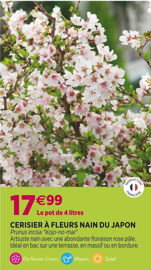 CERISIER À FLEURS NAIN DU JAPON