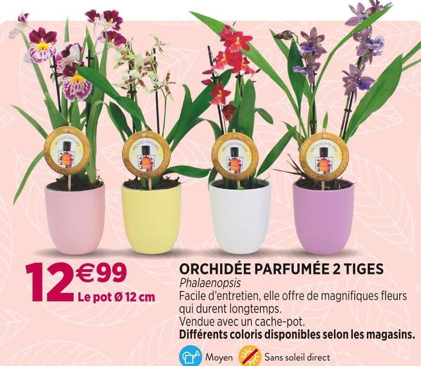 ORCHIDÉE PARFUMÉE 2 TIGES