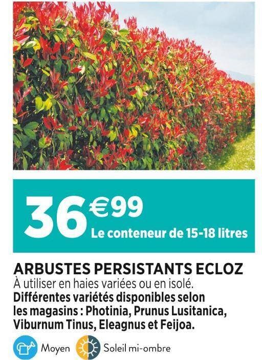 ECLOZ ARBUSTES PERSISTANTS