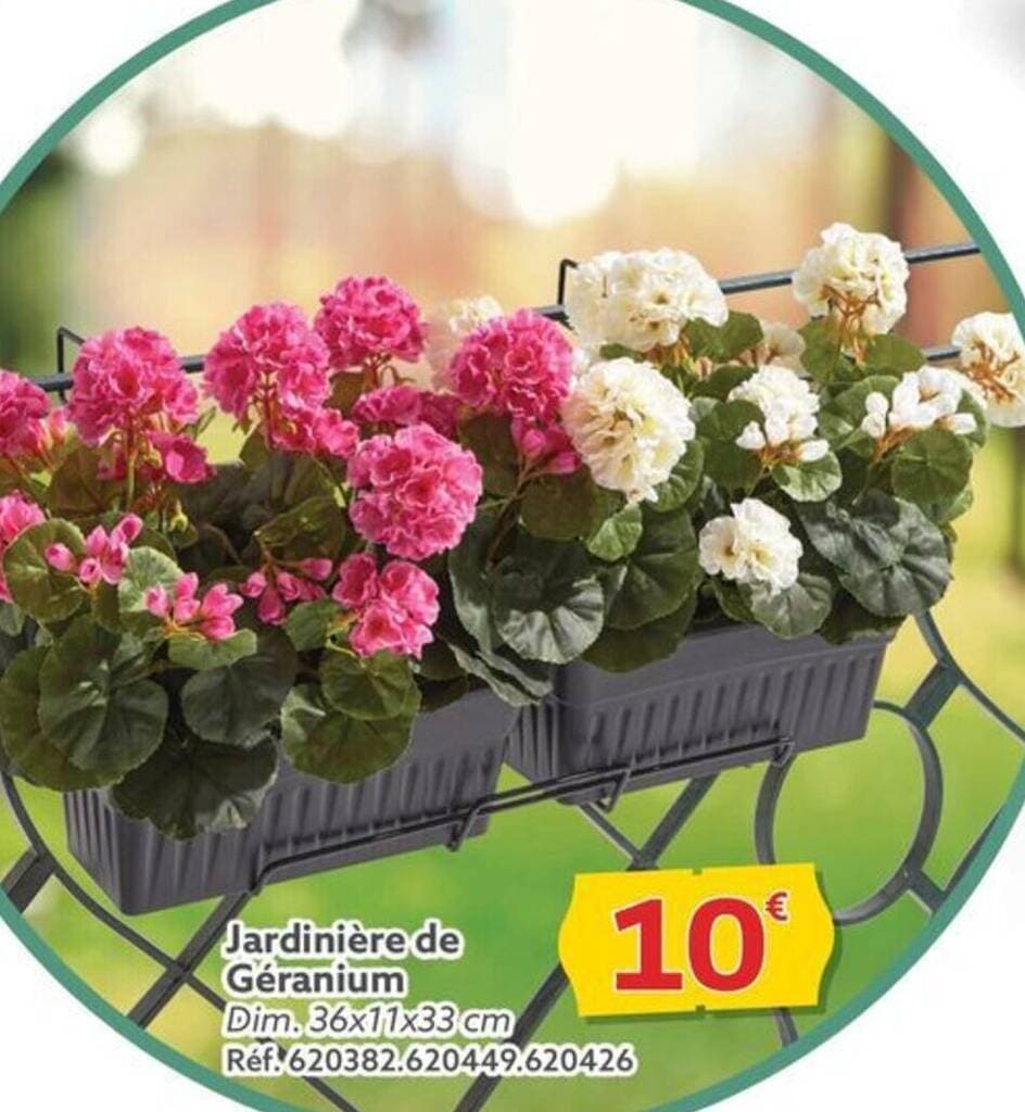 Jardinière de Géranium Dim. 36x11x33 cm