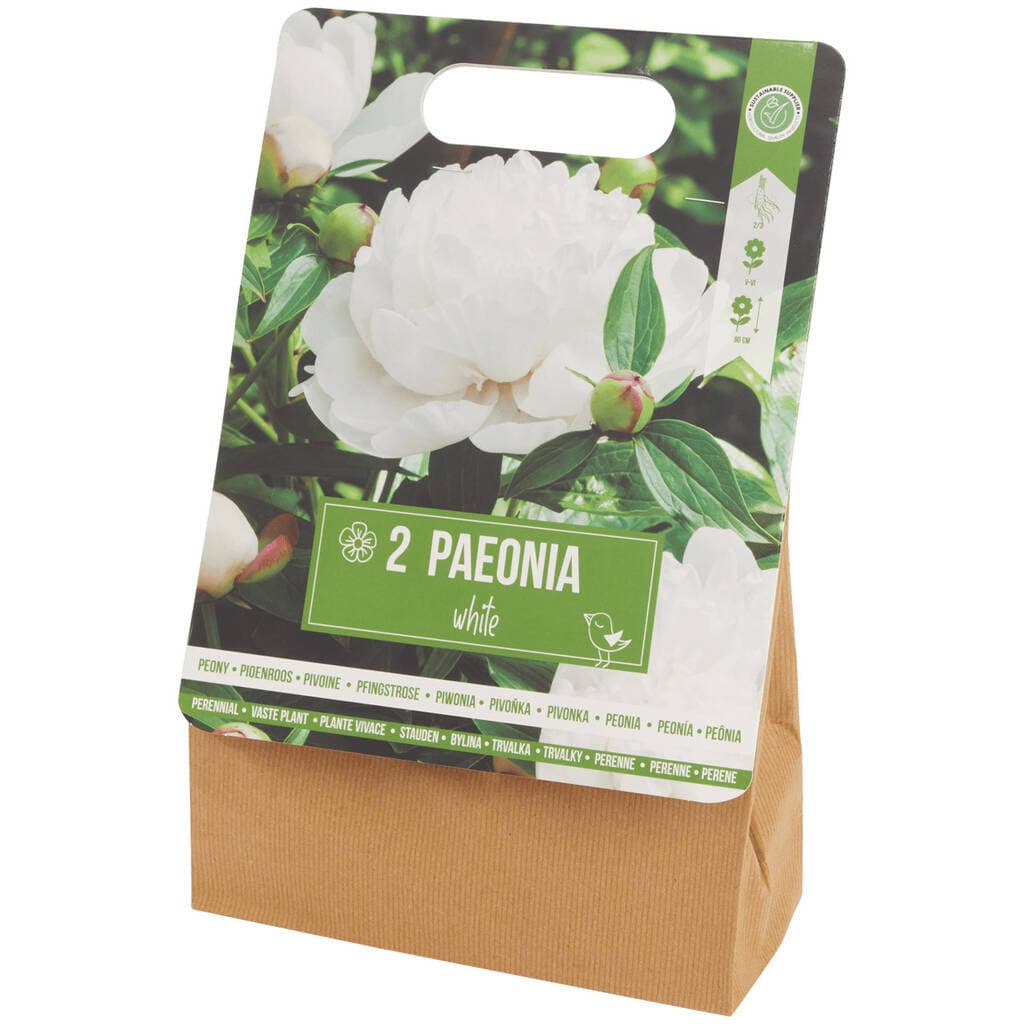 Action Bulbes de pivoine