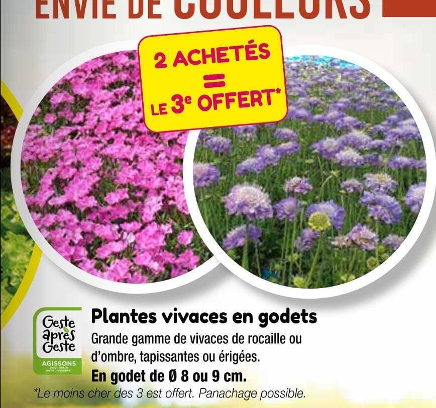 Plantes vivaces en godets