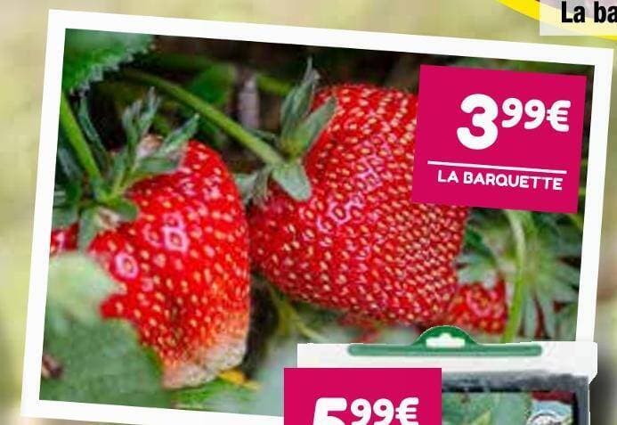 Fraisiers, variétés au choix :
