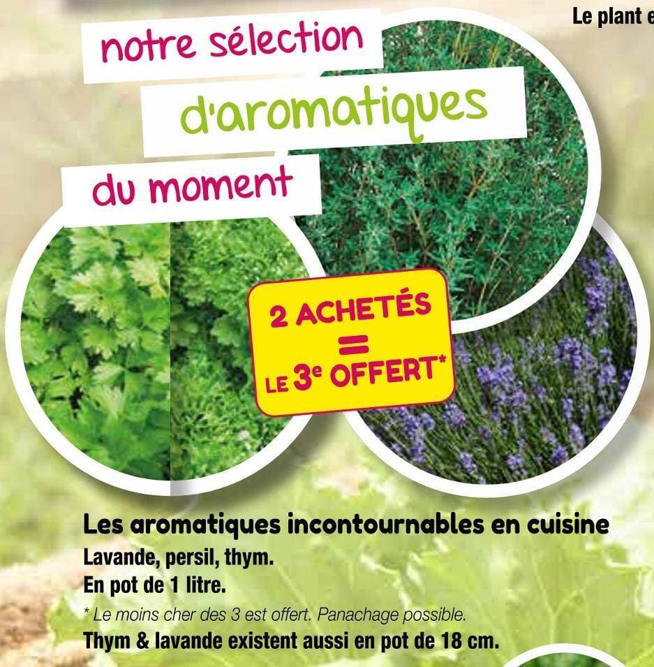 Les aromatiques incontournables en cuisine