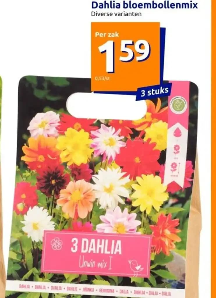 Dahlia bloembollenmix