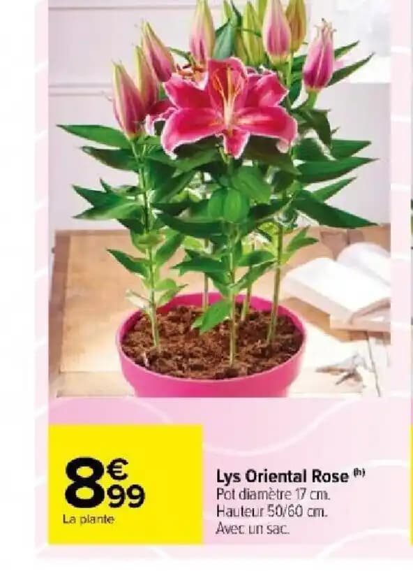 Lys Oriental Rose