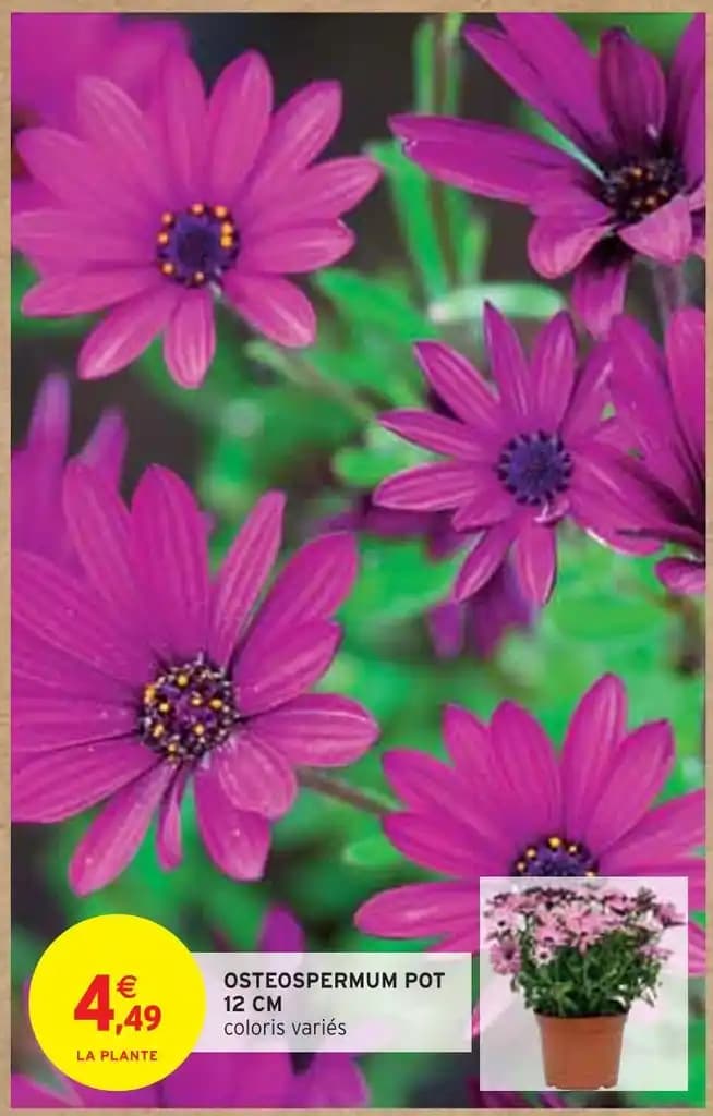 OSTEOSPERMUM POT 12 CM