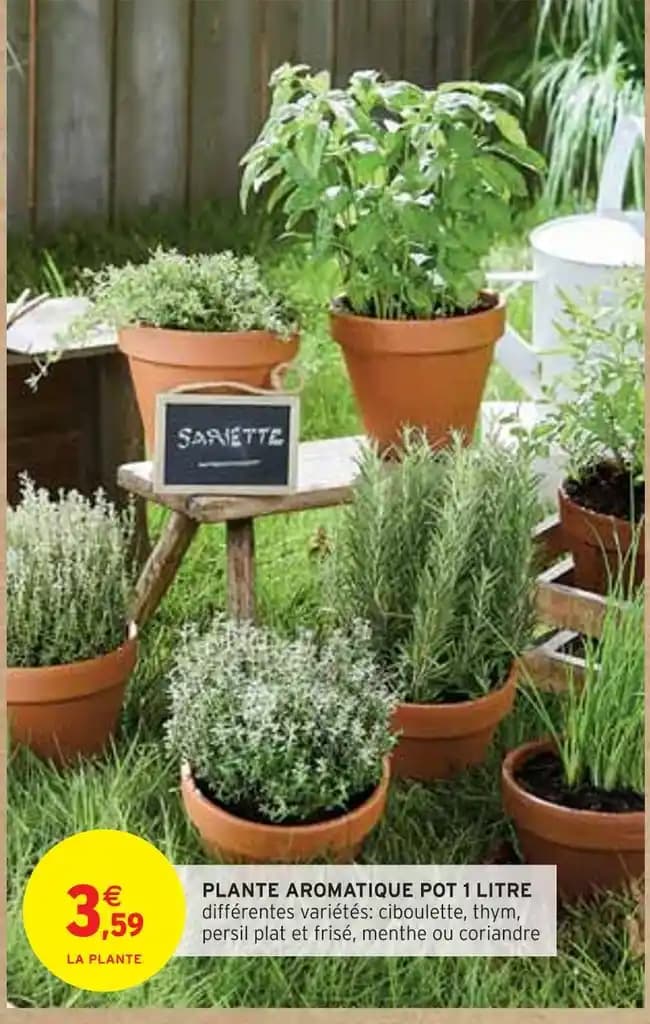 PLANTE AROMATIQUE POT 1 LITRE