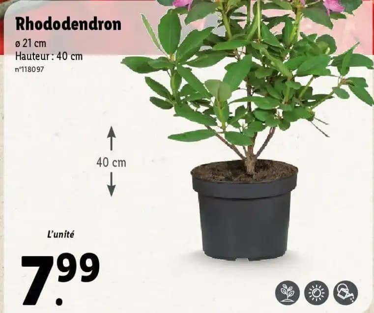 Rhododendron