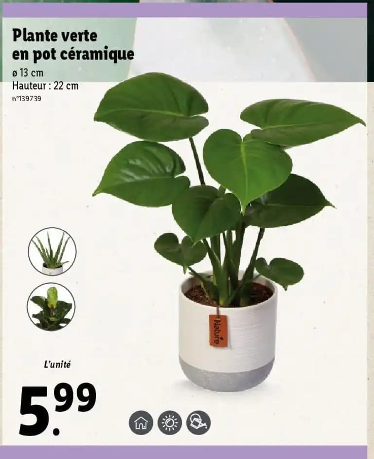 Plante verte en pot céramique