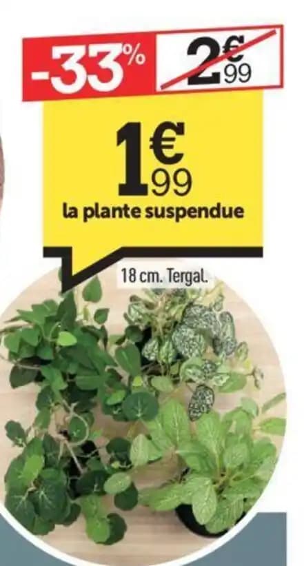 la plante suspendue 18 cm. Tergal.