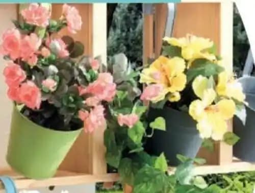 LA COMPOSITION DE 5 HIBISCUS 26 cm. Tergal.