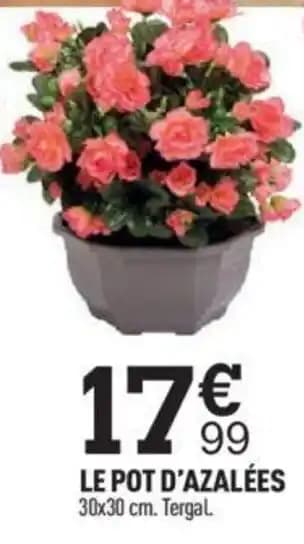 LE POT D'AZALÉES 30x30 cm. Tergal.