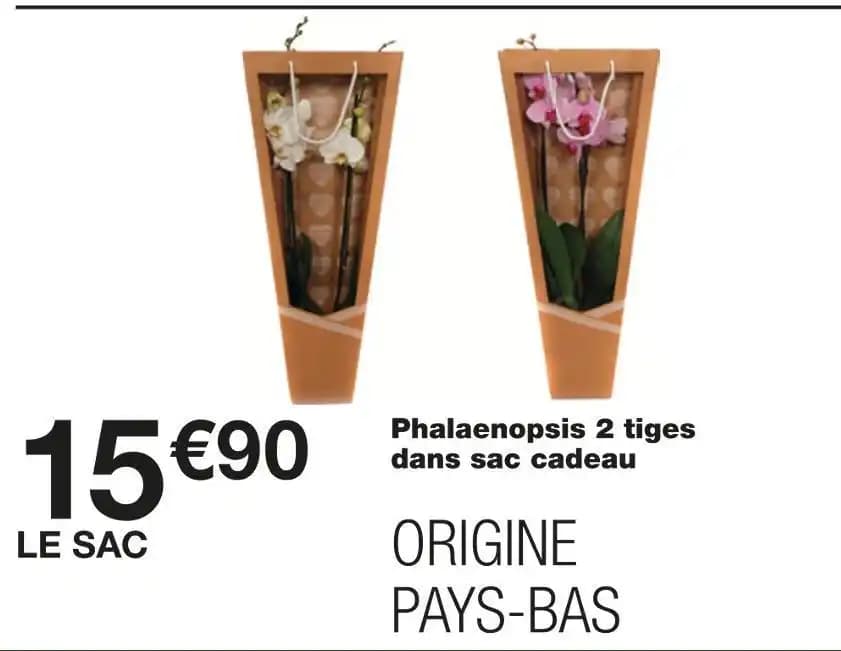 Phalaenopsis 2 tiges dans sac cadeau