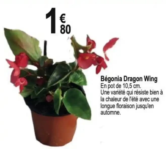 Bégonia Dragon Wing