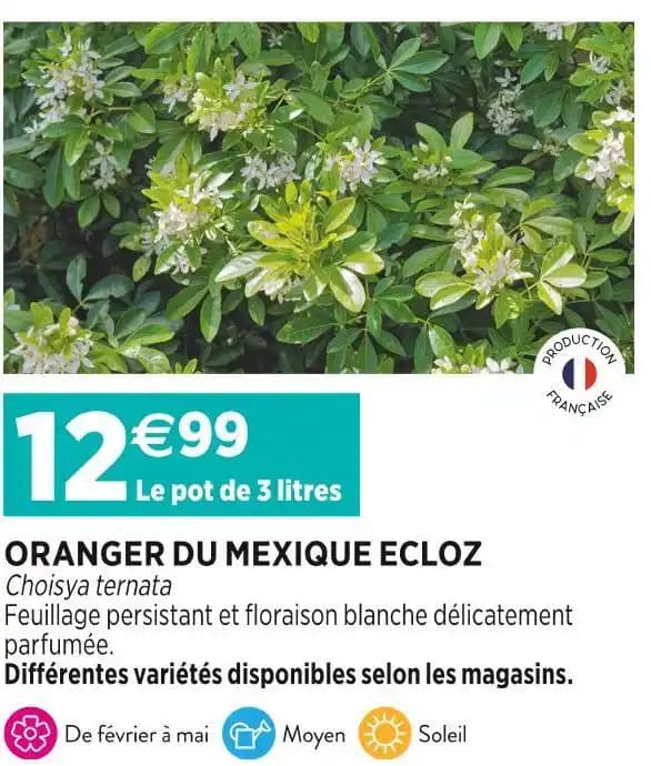 ECLOZ ORANGER DU MEXIQUE