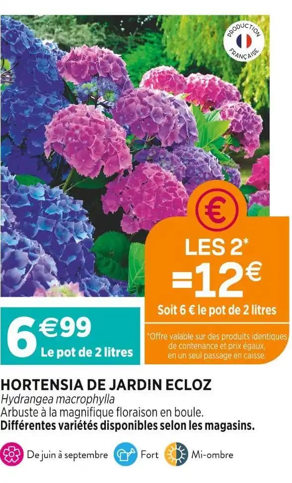 ECLOZ HORTENSIA DE JARDIN