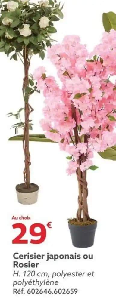 Cerisier japonais ou Rosier