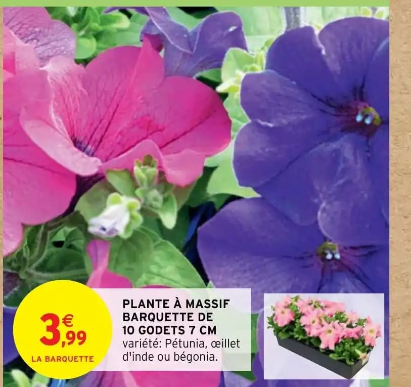 PLANTE À MASSIF BARQUETTE DE 10 GODETS 7 CM