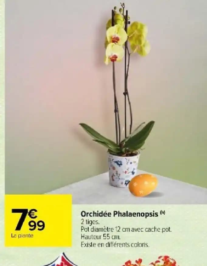 Orchidée Phalaenopsis