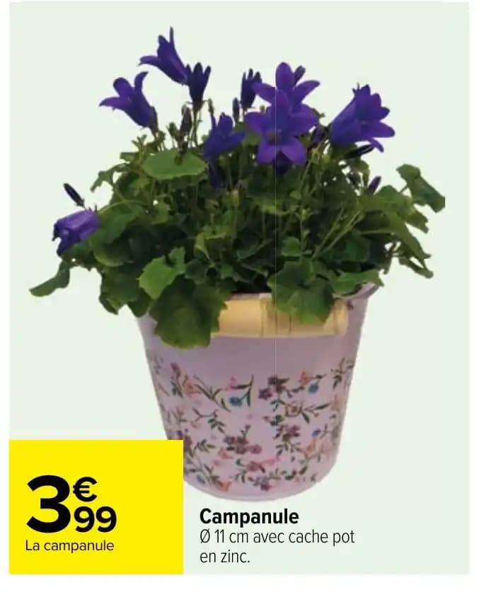 Campanule 011 cm avec cache pot