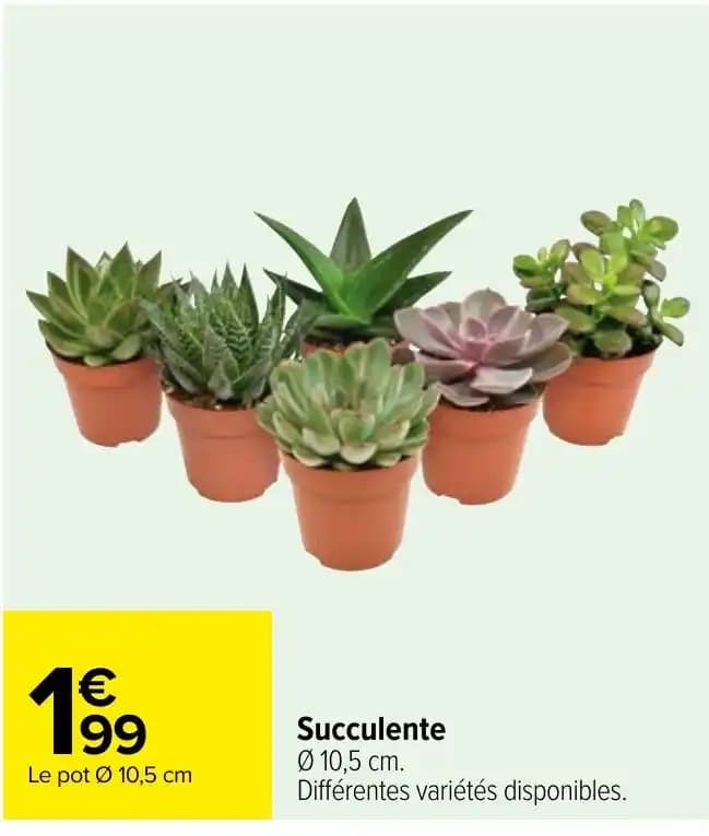Succulente