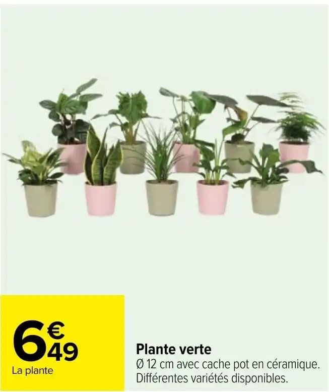 Plante verte