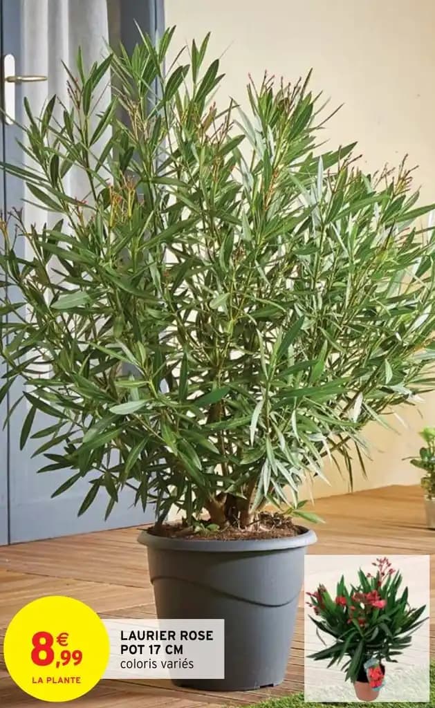 LAURIER ROSE POT 17 CM