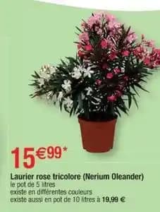 Laurier rose tricolore (nerium oleander)