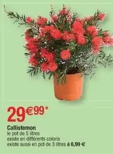 Callistemon