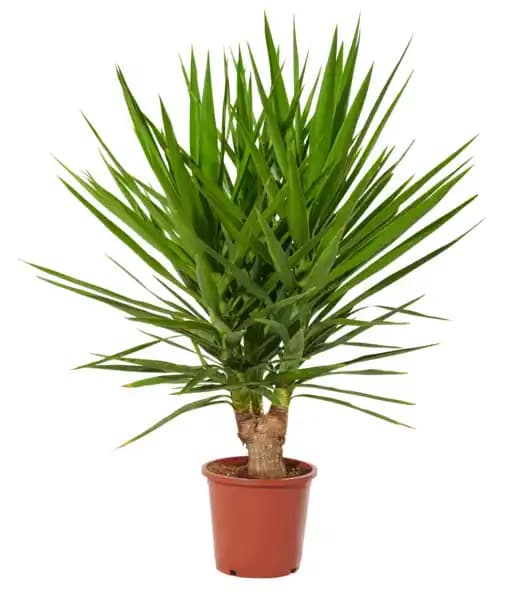 Yucca pied d'éléphant