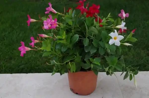 Dipladenia tricolore