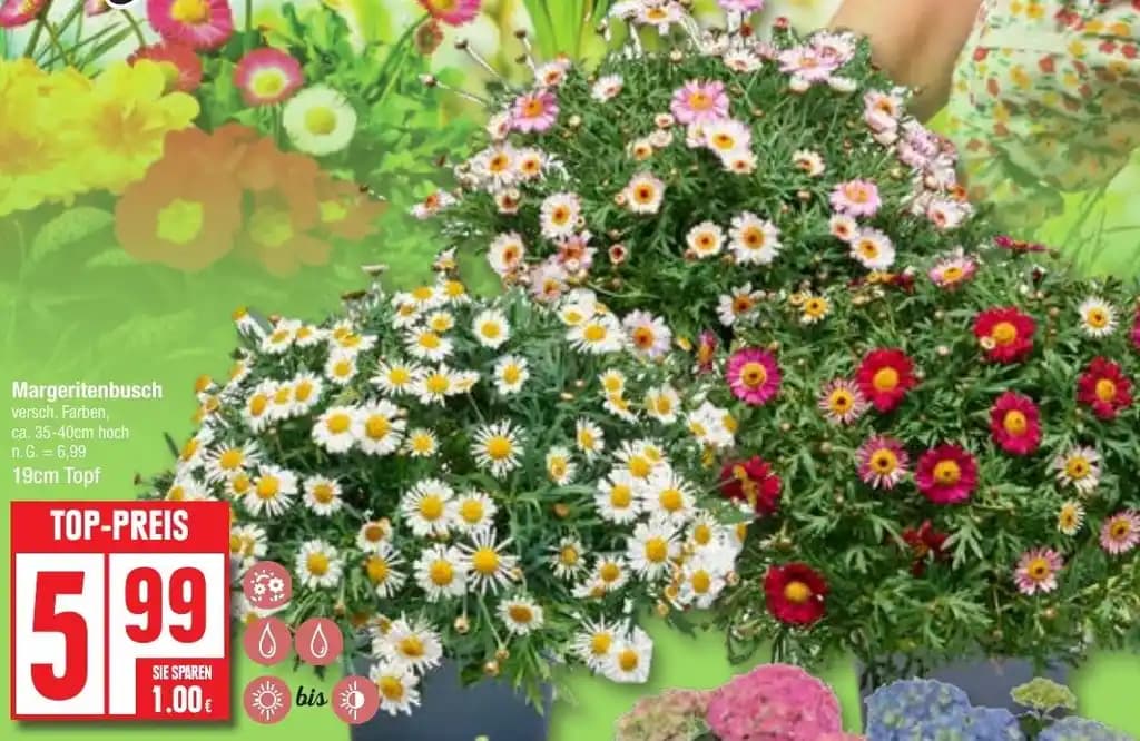 Margeritenbusch 19 cm Topf