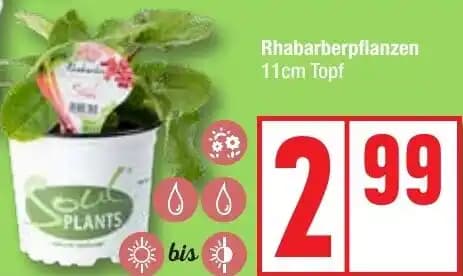 Rhabarberpflanzen 11cm Topf