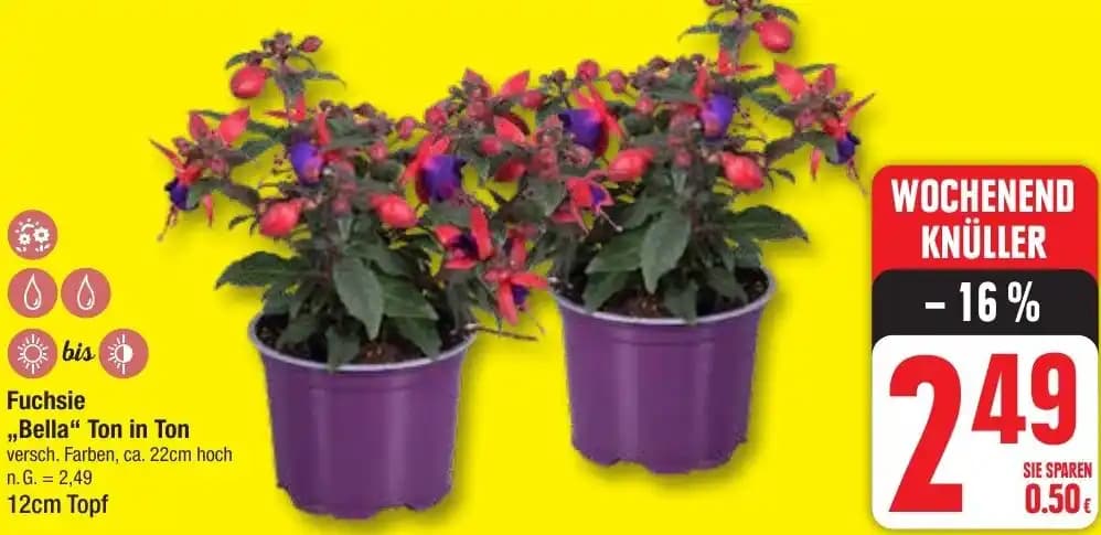 Fuchsie ,,Bella" Ton in Ton 12cm Topf