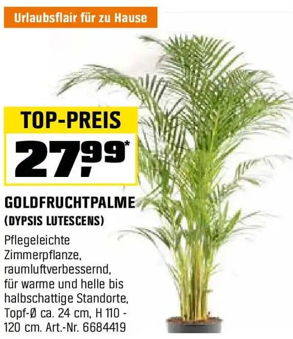 GOLDFRUCHTPALME (DYPSIS LUTESCENS)