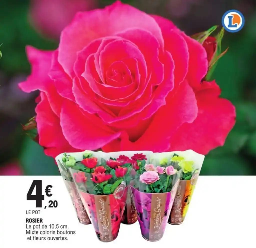 ROSIER Le pot de 10,5 cm. Mixte coloris boutons et fleurs ouvertes.