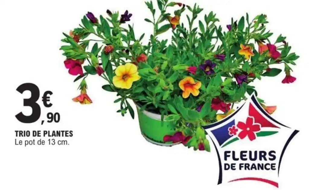 TRIO DE PLANTES Le pot de 13 cm.