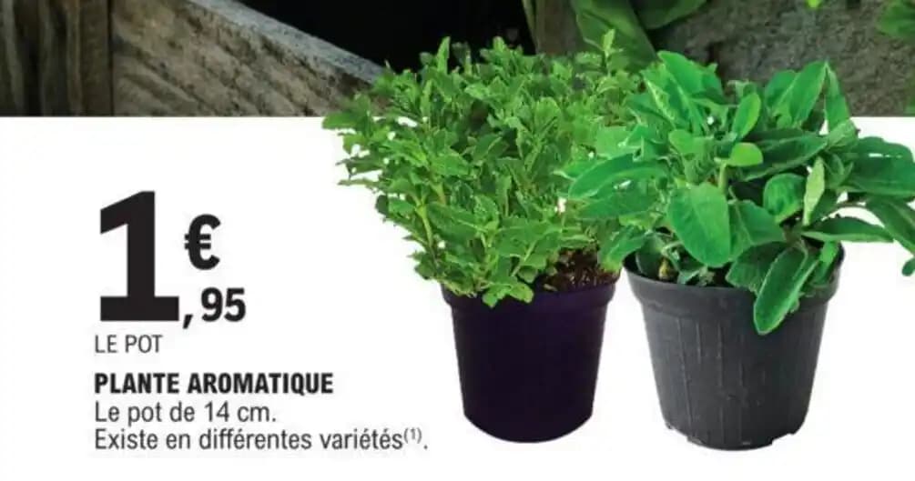 PLANTE AROMATIQUE Le pot de 14 cm.