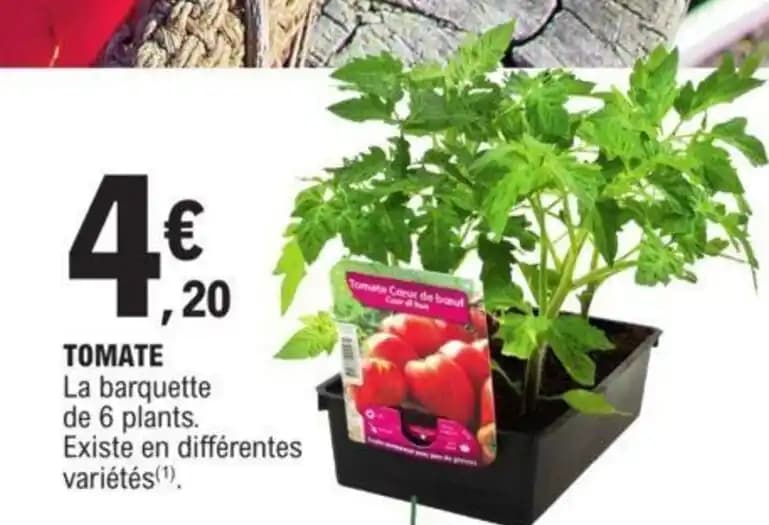 TOMATE La barquette de 6 plants.