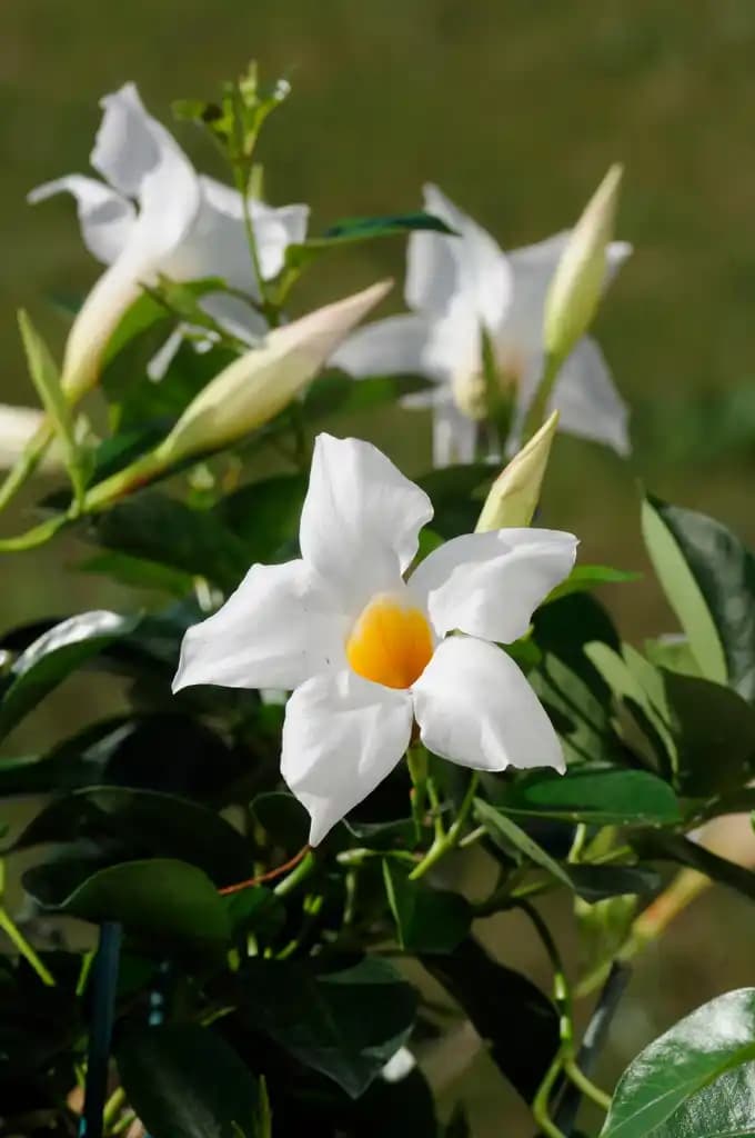 ECLOZ Dipladénia Diamantina trio ECLOZ