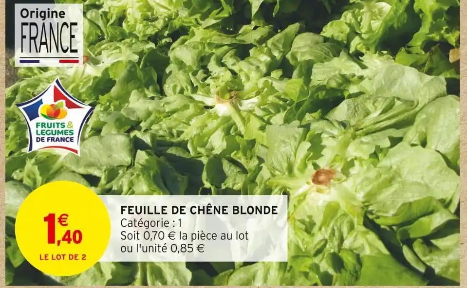FEUILLE DE CHÊNE BLONDE