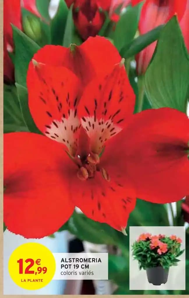 ALSTROMERIA POT 19 CM