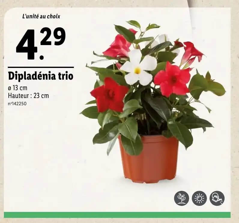 Dipladenia trio