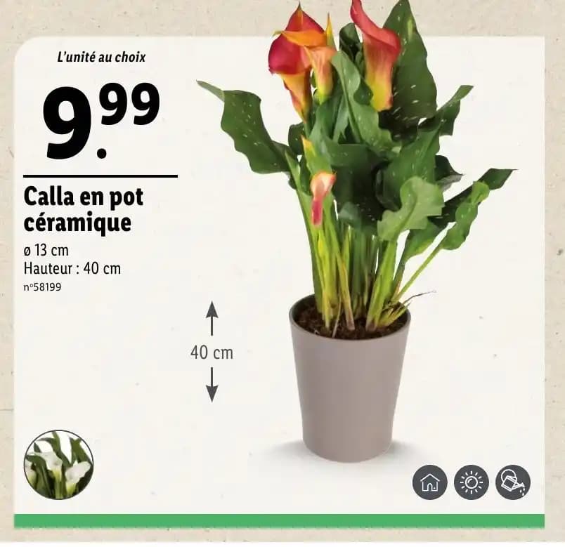 Calla en pot céramique