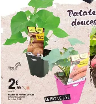 PLANTS DE PATATES DOUCES