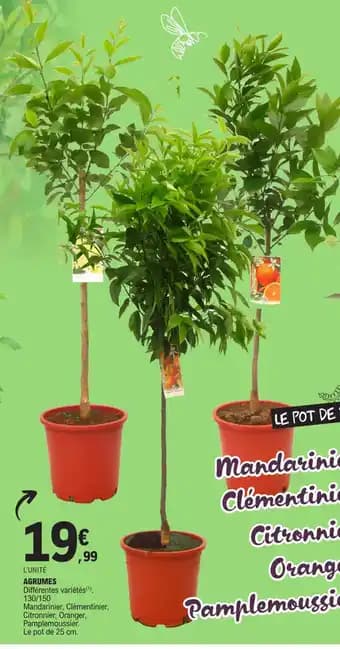 AGRUMES Différentes variétés(").